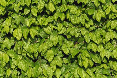 FREE IMAGE: Green leaves texture | Libreshot Public Domain Photos